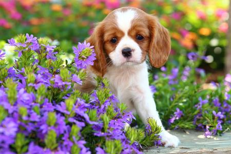 Cavalier King Charles Spaniel Welpe Garten Getty.jpg