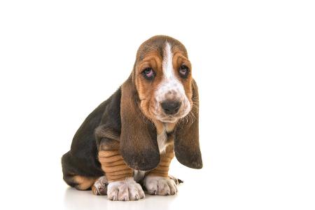 Basset Welpe getty.jpg