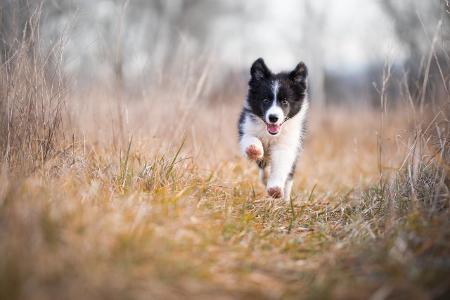 Border Collie Welpe Herbstgras getty.jpg