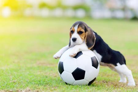 getty Beagle Fußball.jpg