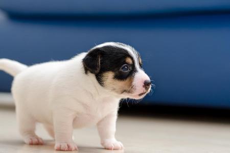 Jack Russel Terrier Baby Getty.jpg