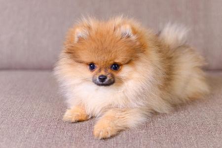 pomeranian Welpe auf Sofa.jpg