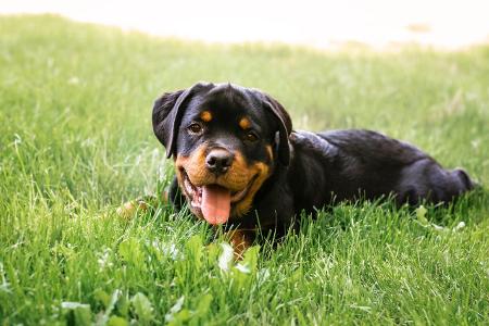 Rottweilerwelpe im Gras Getty.jpg