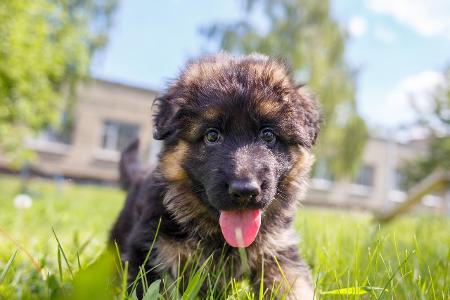 Schäferhund Welpe Wiese getty.jpg