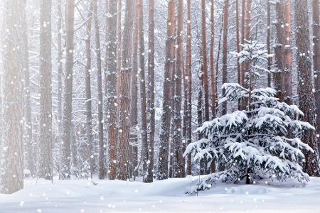 Frieden auf Erden bliebe bestehen, wenn die Besinnung von Weihnachten nicht würde gehen.
