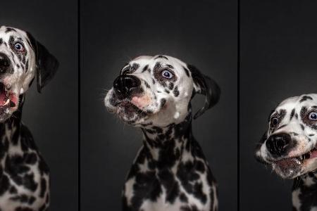 Collection_Vieler-Photography.com (4).jpg