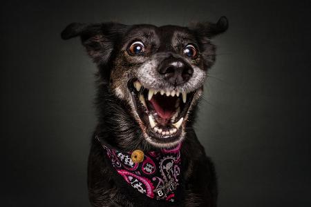 Collection_Vieler-Photography.com (5).jpg