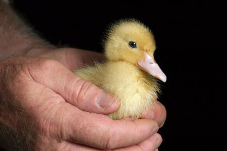 Geflügel-Geschlechts-Bestimmer