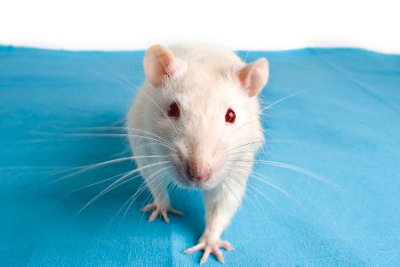 Versuchstier-Enthaupter