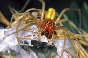 imago images  blickwinkel.jpg