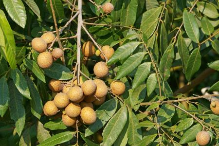 Longan Früchte
