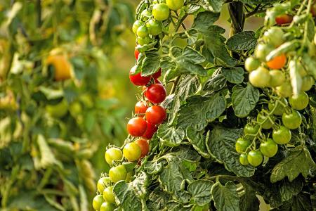 Reife und unreife Tomaten an einem Strauch