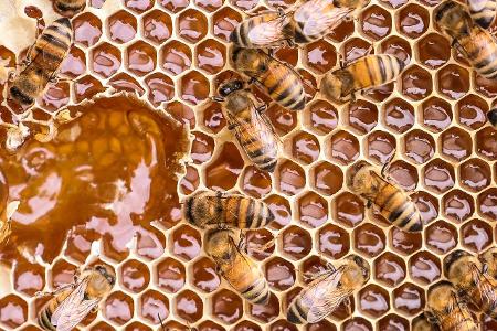 Bienen und Honig in einer Waabe
