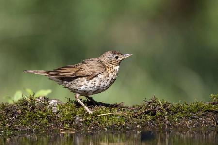 6_Singdrossel imagebroker.jpg