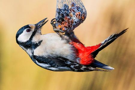 8_Buntspecht blickwinkel.jpg (1)