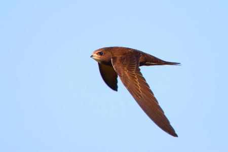 10_Mauersegler blickwinkel.jpg