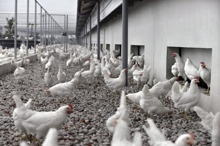 imago Hollandse Hoogte Freiland.jpg