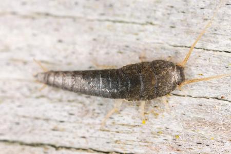 Silberfisch Getty Images.jpg