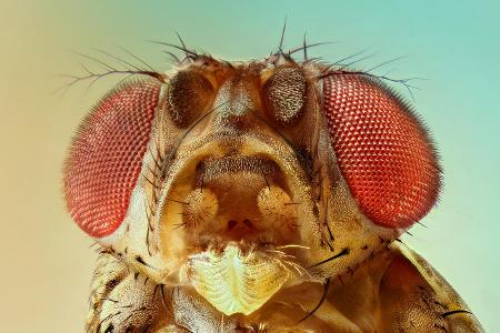 So werden Sie Fruchtfliegen los