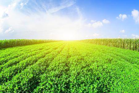 Können Sie diese Lebensmittel erkennen? Erdnussfeld