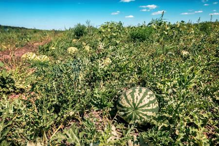 Können Sie diese Lebensmittel erkennen? Melonen