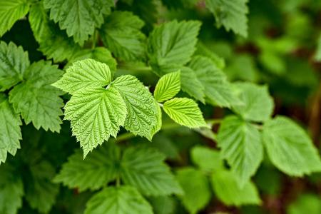 Können Sie diese Lebensmittel erkennen? Himbeerpflanze