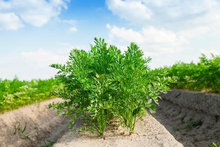 Können Sie diese Lebensmittel erkennen? Karottenfeld