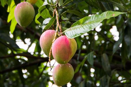 Können Sie diese Lebensmittel erkennen? Mango