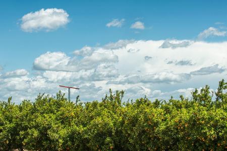 Können Sie diese Lebensmittel erkennen? Orangenplantage