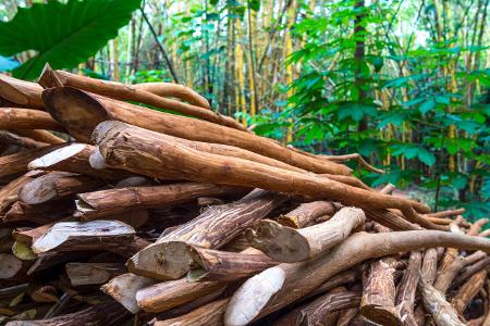 Können Sie diese Lebensmittel erkennen? Rinde Zimt