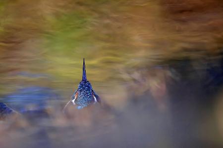 die besten tierfotos