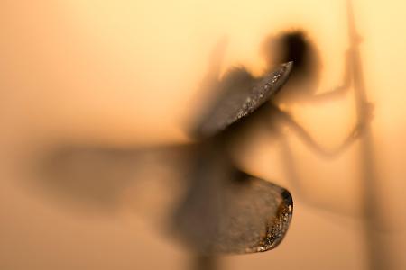 naturfotos 2013 flügel