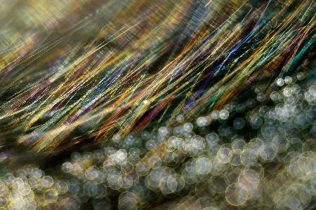 naturfotos 2013 haare