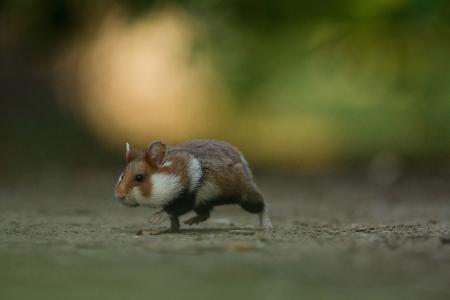 naturfotos 2013 hamster