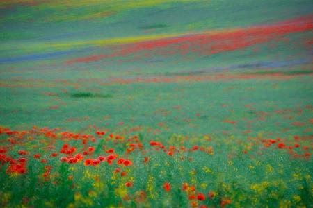 naturfotos 2013 mohn