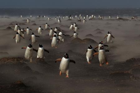 naturfotos 2013 pinguine