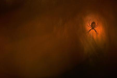 naturfotos 2013 spinne