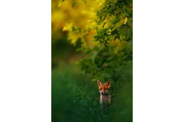 naturfotos 2013 fuchs