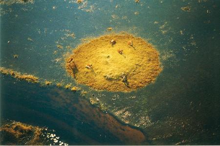 Okavangodelta, Botswana