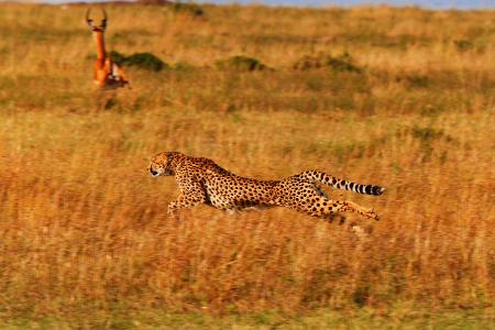 Gepard imago blickwinkel.jpg