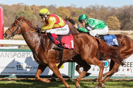 Pferde imago CHROMORANGE.jpg