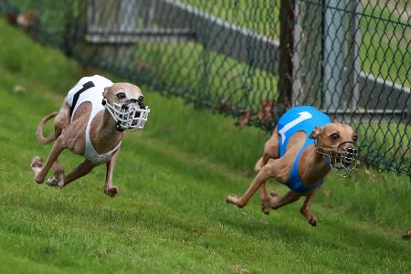 Windhund imago Herbert Bucco.jpg