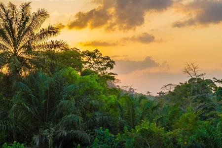 Platz acht: In Liberia dürfen ab 2020 die Wälder des Nationalparks nicht mehr gefällt werden. Dort können nun Schimpansen, E...