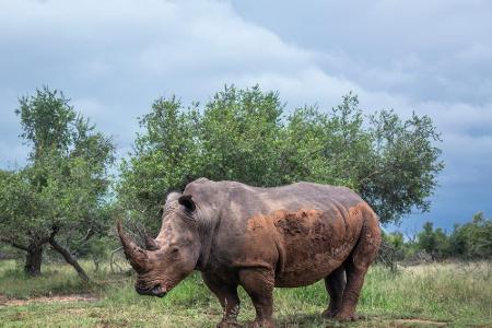 Platz fünf: Eswatini (früher Swasiland) bietet die Möglichkeit, das wilde Tierreich zu bestaunen. Durch die verbesserte Infr...