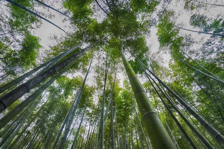 Den Wald vor lauter Bäumen nicht mehr erkennen? Das kann im Bambusmeer von Shunan in China durchaus passieren. In 