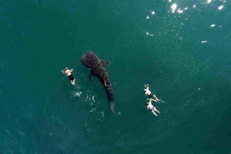 ZTiburon Ballena by Postanfly2.jpg