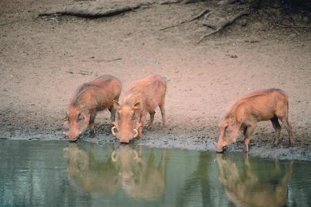 erotische flüsse saubach