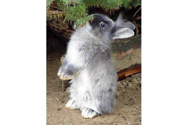 Zoo-Urlaub in Berlin