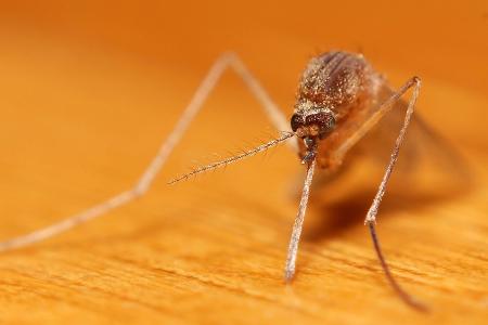 anophelesmücke