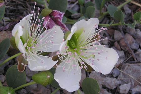 Ein Kapernbusch-Samen
